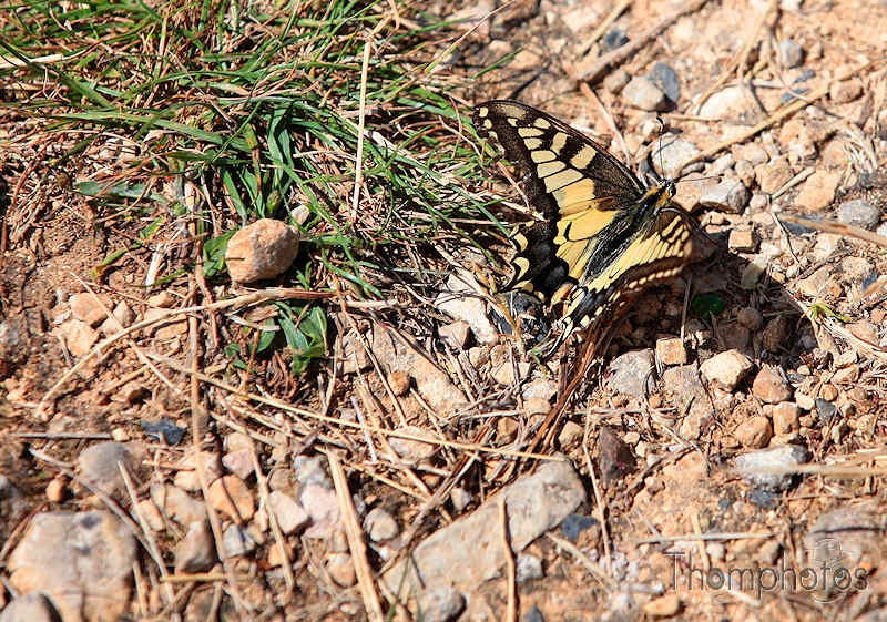 nature animal papillon grand machaon corrèze france sud ouest sol posé