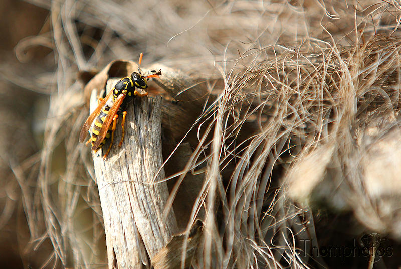 nature animal macro guêpe insecte volant rayée jaune et noir pique wasp de l'année