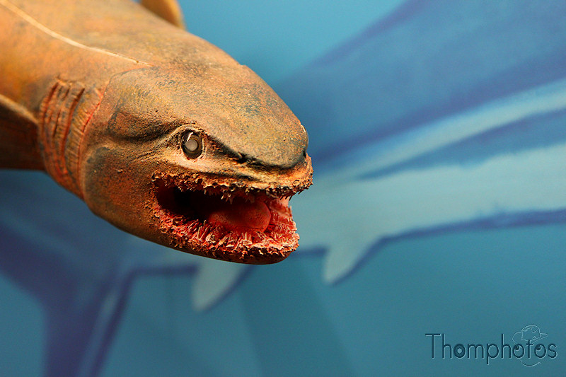 nature animal gueule d'affreux poisson dentiton violente dents sharp