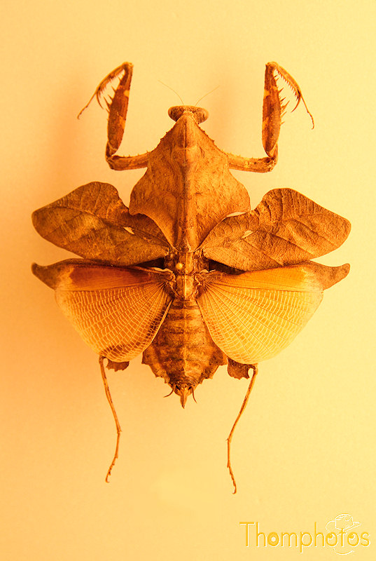 nature animal insecte mante feuille religieuse vorace serial killer insectoïde