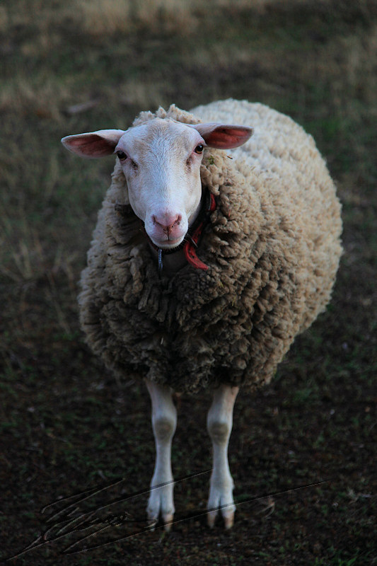 mouton bêh bêêêh nature animal
