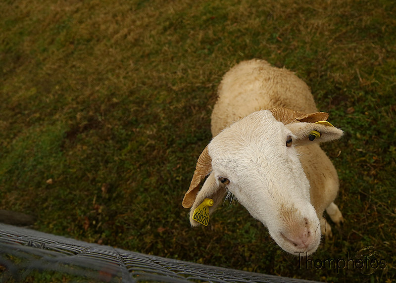 nature animal mouton sheep laine bêh mêh objat corrèze close up proche macro