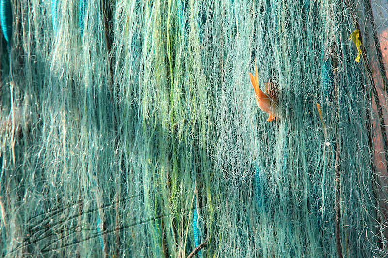 nature animal filet mailles némo disney pixar poisson orange perche lac léman de genève