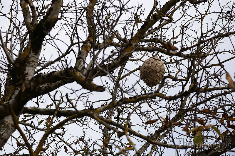 nature animal automne nid nest insect frelon asiatique waspe guêpe papier carton paper wood bois balle ovale ballon ball arbre tree branche