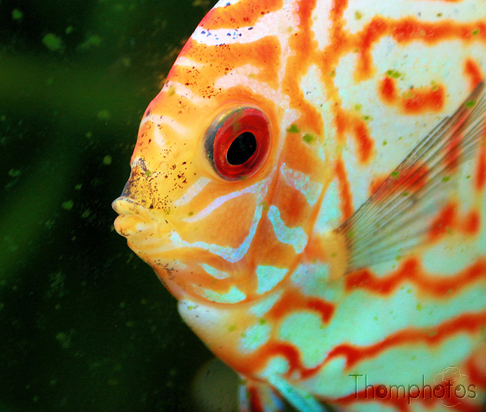 nature animal poisson eau rouge oeil brillant aquarium eau douce