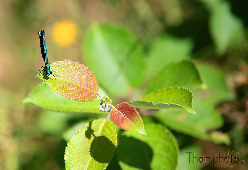 nature animal petite libellule bleue sur feuilles