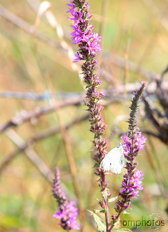 nature animal papillon pierride du choux blanc sur fleur mauve