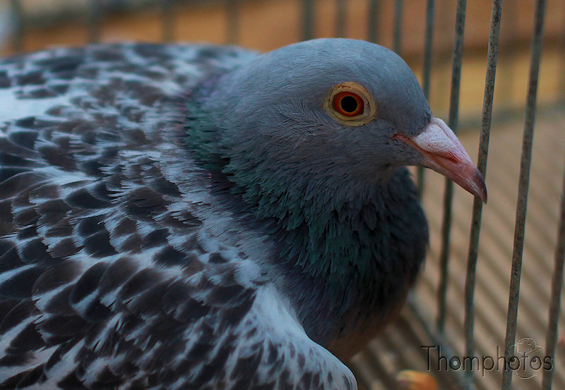 nature animal pigeon oeil gris bleu