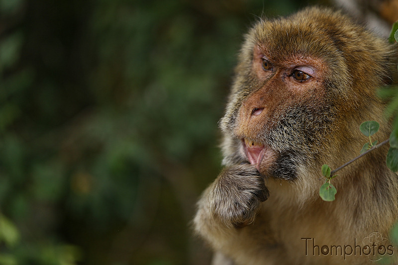 nature animal singe macaque de barbarie monkey rocamadour forêt des singes semi sauvage half wild grimace fun funny drôle lol mdr
