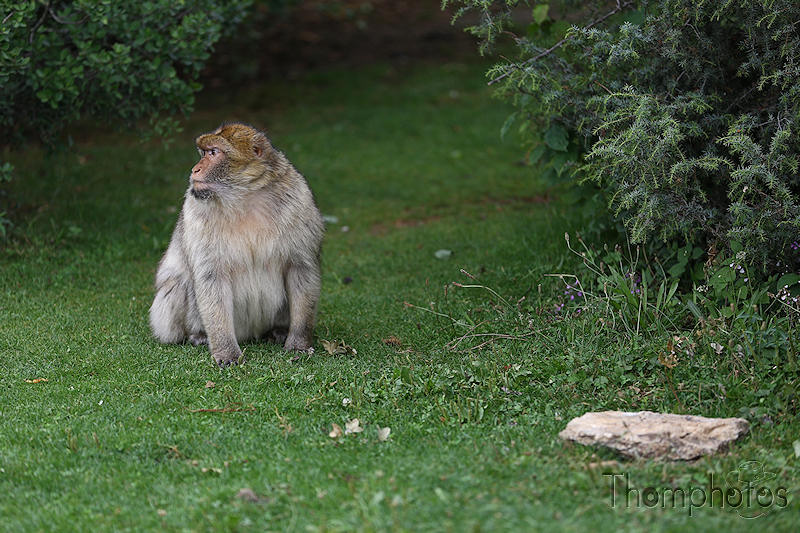 nature animal singe macaque de barbarie monkey rocamadour forêt des singes semi sauvage half wild seul solitude alone
