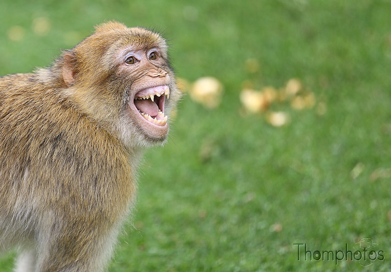 nature animal singe macaque de barbarie monkey rocamadour forêt des singes semi sauvage half wild cri grimace