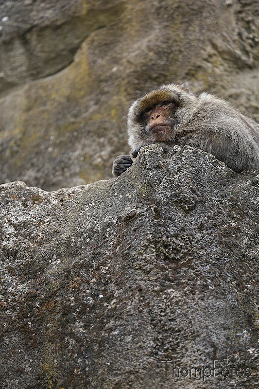 nature animal singe macaque de barbarie monkey rocamadour forêt des singes semi sauvage half wild repos sleepy