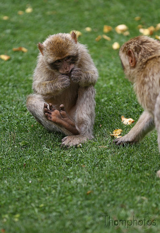 nature animal singe macaque de barbarie monkey rocamadour forêt des singes semi sauvage half wild jeune ado teen