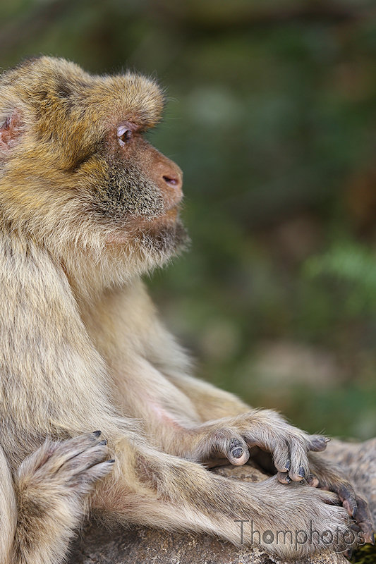 nature animal singe macaque de barbarie monkey rocamadour forêt des singes semi sauvage half wild doyenne vieille old