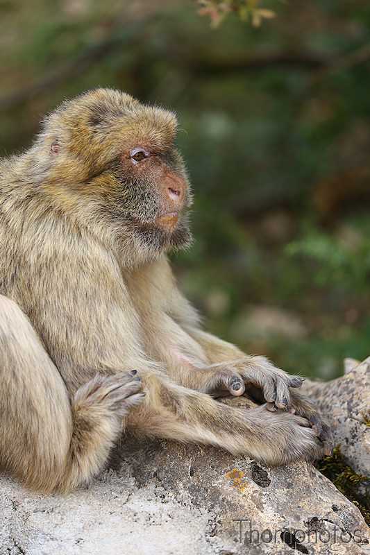 nature animal singe macaque de barbarie monkey rocamadour forêt des singes semi sauvage half wild doyenne vieille old