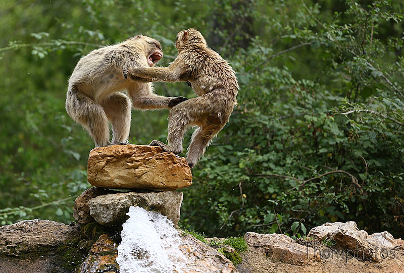 nature animal singe macaque de barbarie monkey rocamadour forêt des singes semi sauvage half wild combat fight