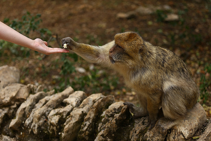 nature animal singe macaque de barbarie monkey rocamadour forêt des singes semi sauvage half wild main humaine human hand pop corn eat manger