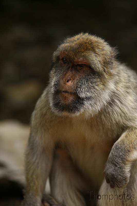 nature animal singe macaque de barbarie monkey rocamadour forêt des singes semi sauvage half wild pose