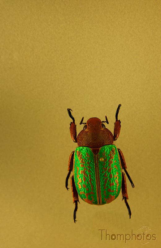 nature animal scarabée doré sacré égypte vert noir brun cétoine beattle