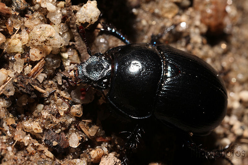 nature animal insecte scarabée en ballade noir
