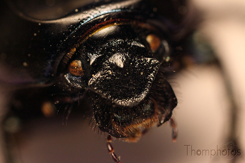 scarabee nature insecte noir