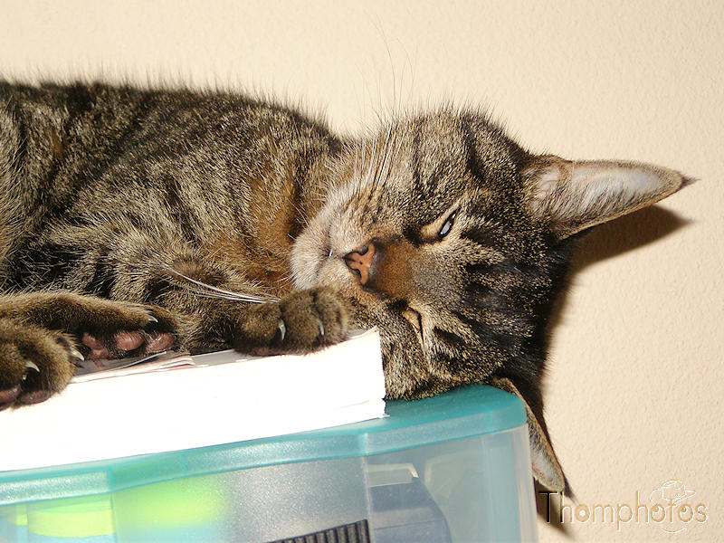 nature animal chat tigré brun dort félix yeux bleus félin allongé appartement étagère hauteur bureau pinky