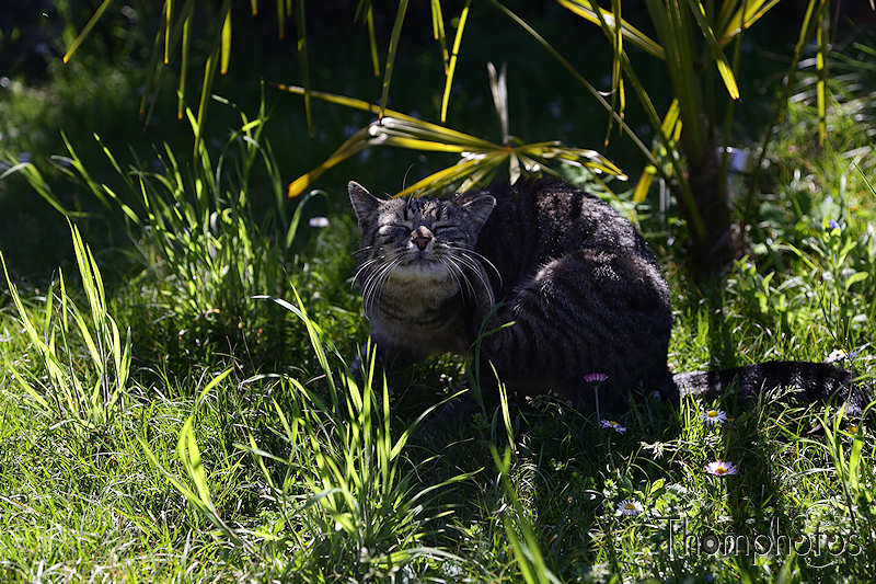 nature animal chat cat meow miaou tibou jardin garden grass herbe verte green soleil sun sunny en chasse hunting