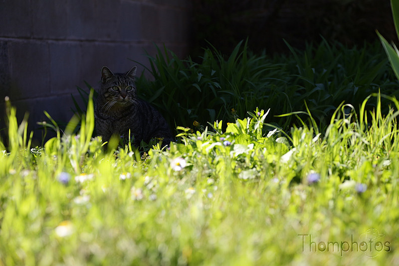 nature animal chat cat meow miaou tibou jardin garden grass herbe verte green soleil sun sunny en chasse hunting