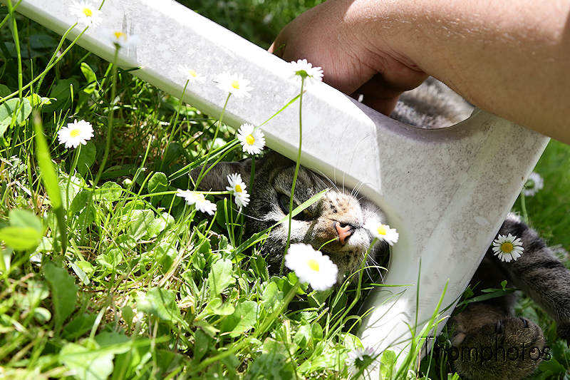 nature animal chat cat meow miaou tibou jardin garden grass herbe verte green soleil sun sunny câlins hug caresse pet petting
