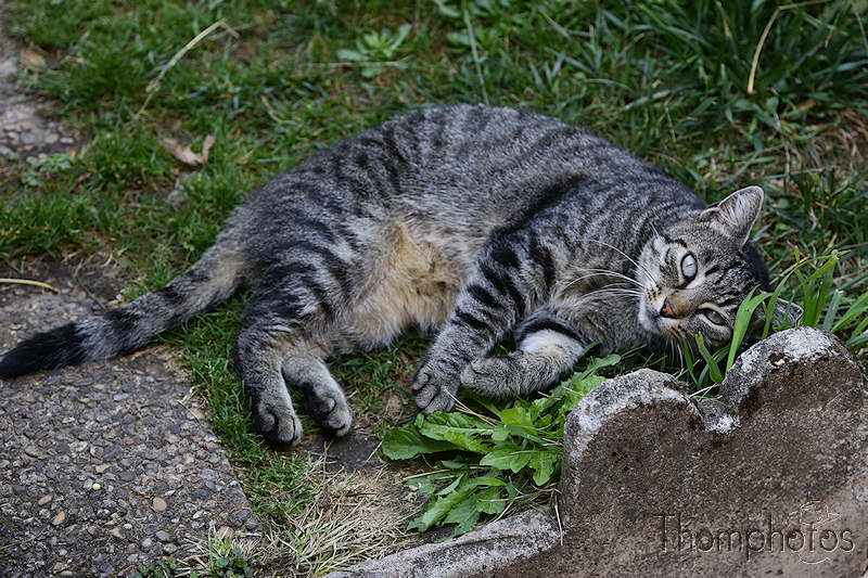 nature animal chat cat meow miaou tibou jardin garden grass herbe verte green soleil sun sunny repos dodo sleeping taking a nap sieste