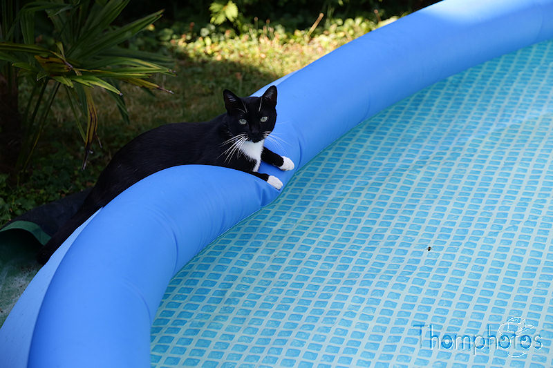 nature animal chat cat meow miaou tibou jardin garden grass herbe verte green soleil sun sunny piscine swimming pool water eau bleue blue chaussette noir blanc