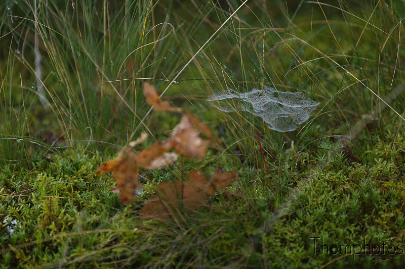 animal toile araignée spider web arachne nature herbe grass rosée water eau cloud nuage fog brouillard matin morning macro mousse