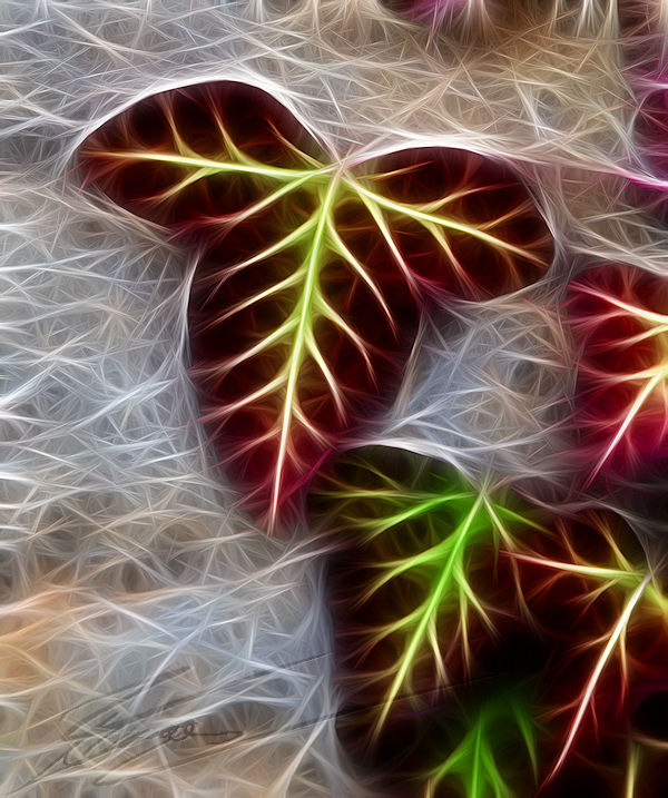 divers traitement gimp photoshop photo image peinture électrique fractalius rodilius fractales dessin en vert et bordeau lierre plante