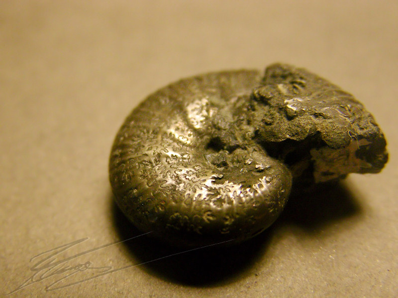 fossile nature ammonite feuille chene