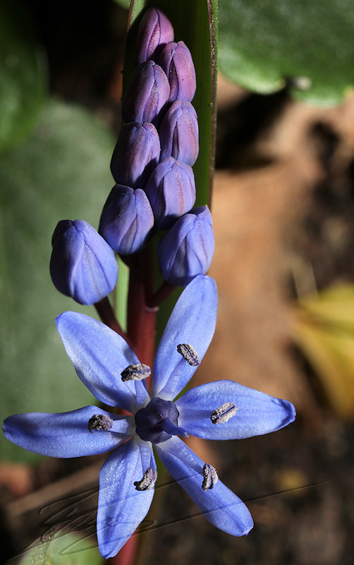 Nature fleur mauve violette macro