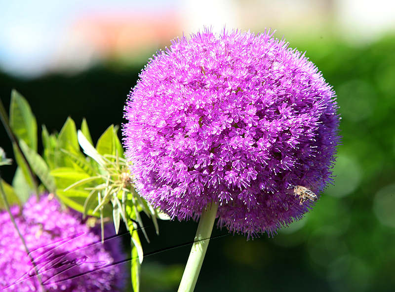 macro nature fleur mauve fuchia violette boule grosse abeille vol animaux insecte