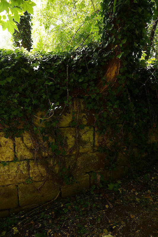 macro nature randonnée brive la gaillarde brive-la-gaillarde corrèze sud france soleil bonheur walk mur wall pierre rock arbre tree old vieux