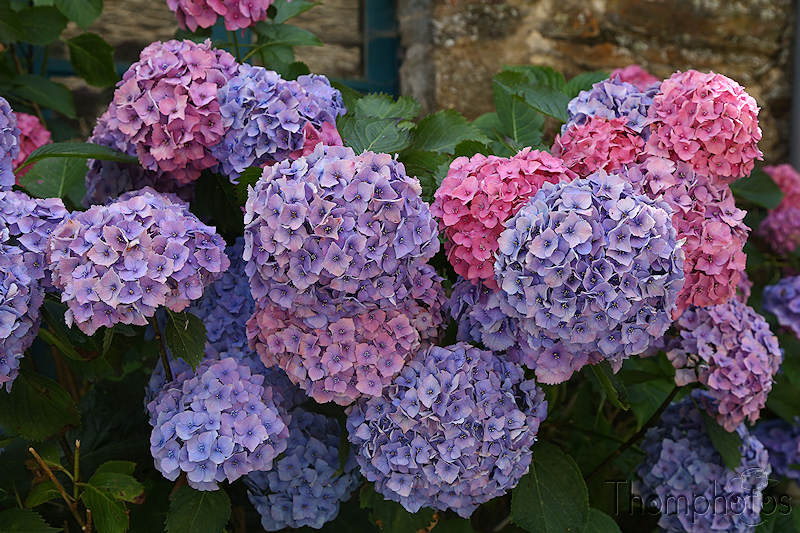 nature bretagne britain france festival photo la gacilly saint-malo st saint malo cité corsaire pirate city japon japan hortensia fleurs flowers blue bleu rose pink