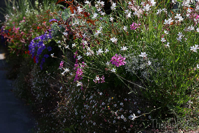 nature bretagne britain france festival photo la gacilly saint-malo st saint malo cité corsaire pirate city japon japan fleurs flowers