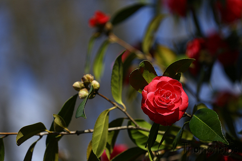 nature printemps fleurs flower spring camelia rouge red rose