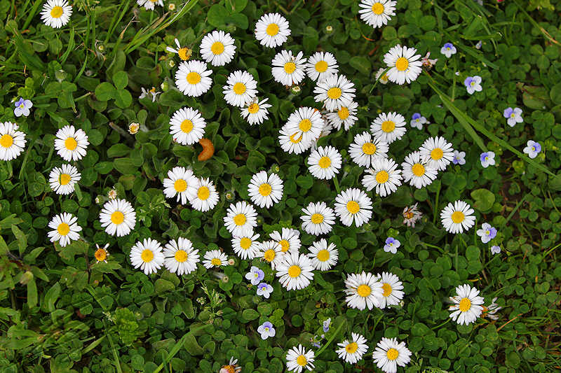 macro nature printemps été summer flower fleur blanche carré de campagne pâquerette jardin