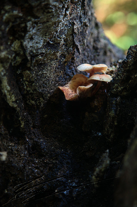 macro nature champignon champi Cavalcade noir beige couleur sous bois