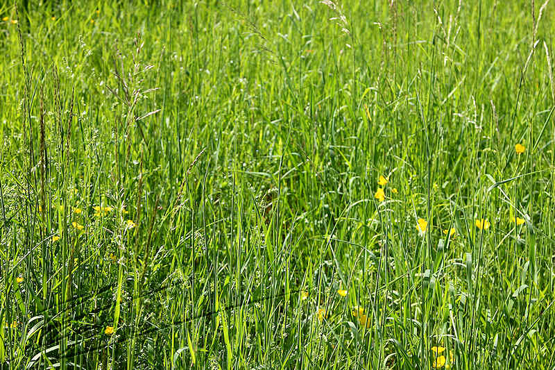macro nature printemps été summer champs herbes pré