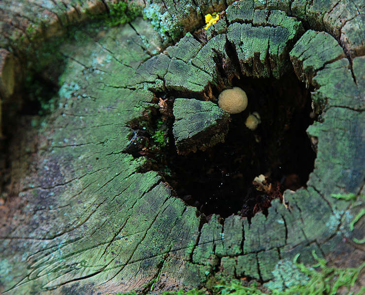 macro nature champignon champi sous bois Cache cache brun couleur petit rond boule
