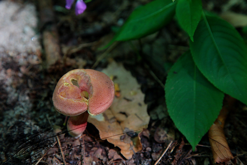 macro nature champignon champi sous bois trou rose beige jaune anneaux cerceaux