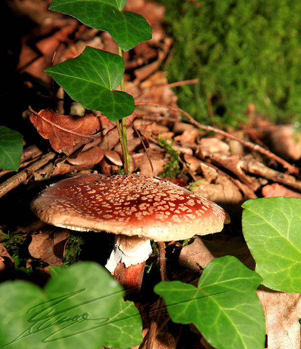 macro nature champignon champi sous bois plat rouge point blanc ammanite tue mouche phalloïde lierre feuille verte