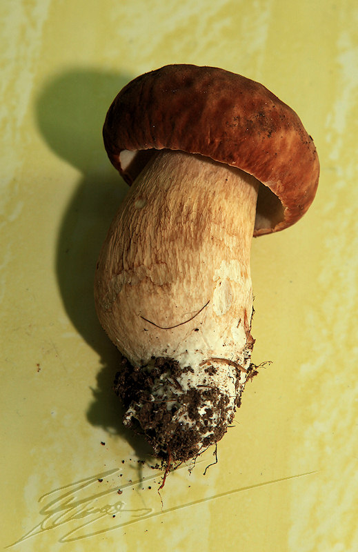 macro nature champignon champi sous bois cèpe de bordeaux bolets déraciné coupé cueilli arraché table terre