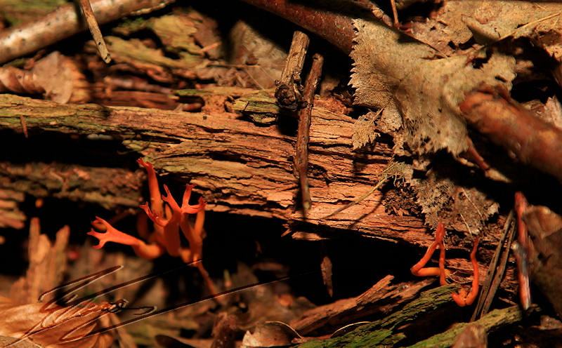 macro nature champignon champi sous bois cornes corail rouge orange