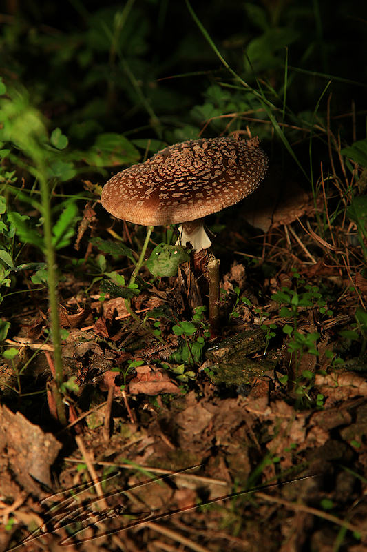 macro nature champignon champi sous bois plat rouge point blanc ammanite tue mouche phalloïde