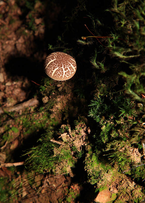 macro nature champignon champi sous bois petit boule brun corps tronc blanc veiné